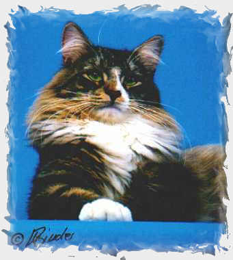 S*Blue Impala's Figaro