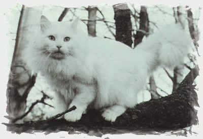 Gustav Wied Felis Jubatus