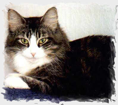 Impala im Sommer 2001