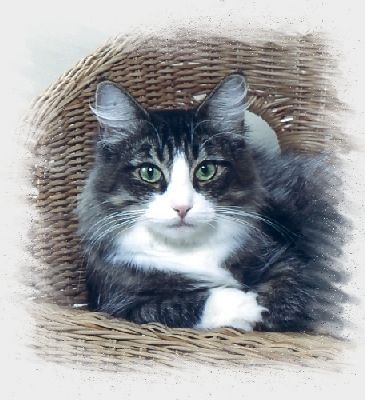 Impala im November 2002