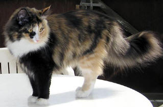 Tilia Nova's Bobbasina