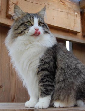 Toonscat's Sylvester