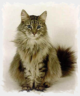 Torvmyra's Grand Soltario