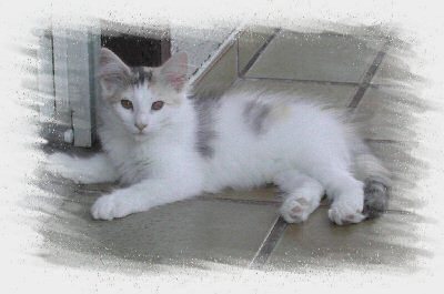 WonderWoman_12Wo_2.jpg (19319 Byte)