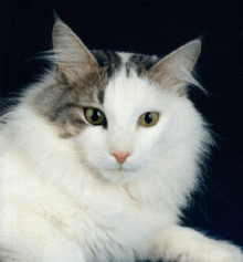 Tilia Nova's Domingo