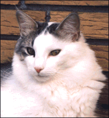 Tilia Nova's Domingo